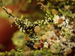 Psoroma asperellum