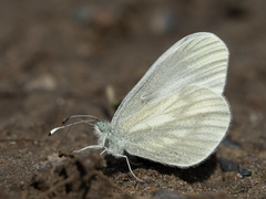Leptidea