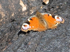 Aglais io