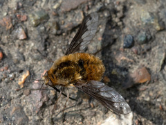 Bombylius major