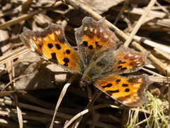 Polygonia c-album