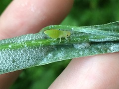 Lepyronia quadrangularis