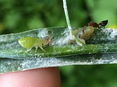 Lepyronia quadrangularis