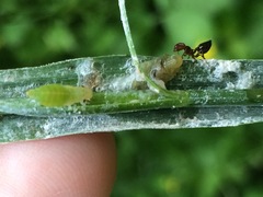 Lepyronia quadrangularis