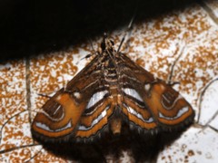 Paracymoriza cataclystalis