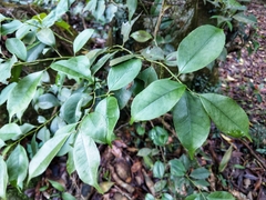 Ilex ficoidea