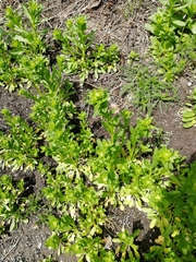 Thlaspi arvense