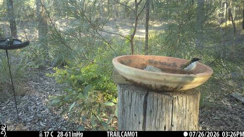 White-naped Honeyeater