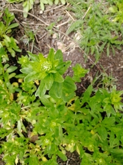 Thlaspi arvense