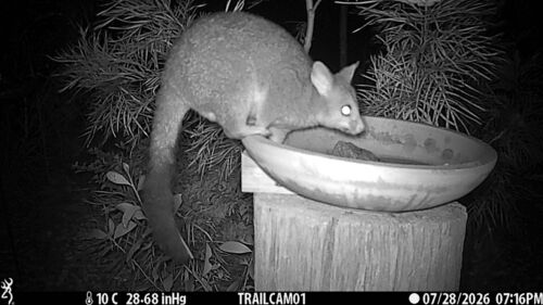 Eastern Brush-tailed Possum
