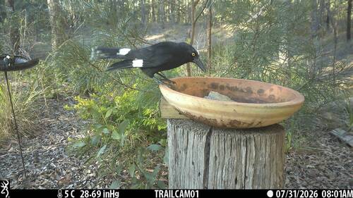 Pied Currawong