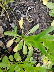 Thlaspi arvense