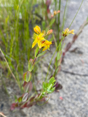Hypericum ellipticum, photograph 4
