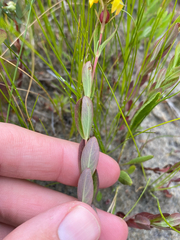 Hypericum ellipticum, photograph (c) Quinten Wiegersma, some rights reserved (CC BY)