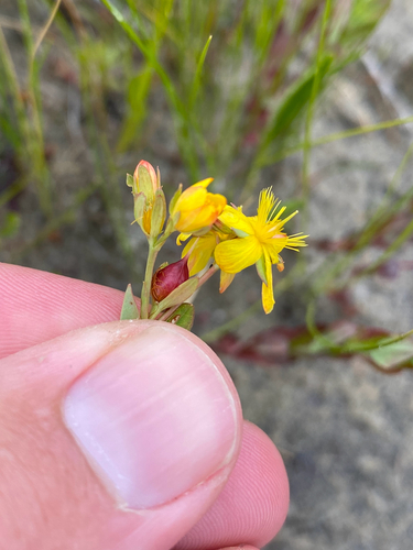 Hypericum ellipticum, photograph 5