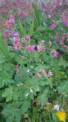 Geranium macrorrhizum