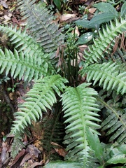 Plagiogyria stenoptera