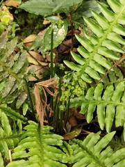 Plagiogyria stenoptera