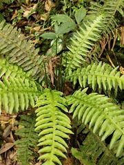 Plagiogyria stenoptera