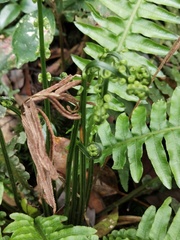 Plagiogyria stenoptera