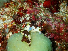 Nembrotha