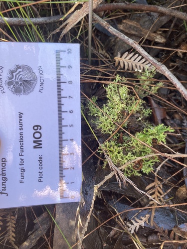 Common Cladia