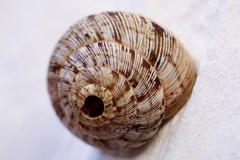 Xeroplexa intersecta