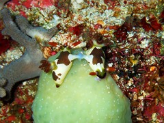 Nembrotha