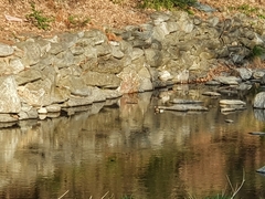 Aix galericulata