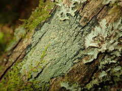 Psoroma asperellum