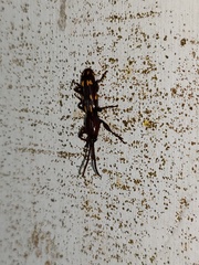 Baryrhynchus poweri