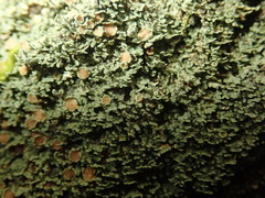 Psoroma asperellum