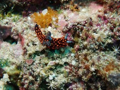 Nembrotha