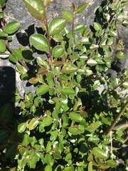 Cotoneaster divaricatus