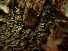Psoroma asperellum
