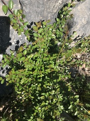 Cotoneaster divaricatus