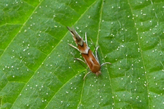 Phyllonorycter coryli