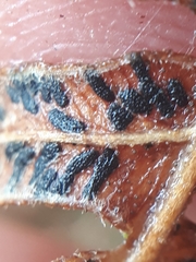 Cryptomycina pteridis