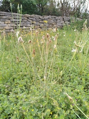 Scorzonera laciniata