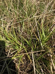 Carex vulpina