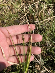 Carex vulpina