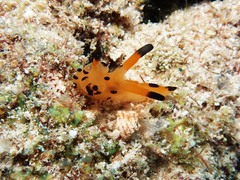Thecacera