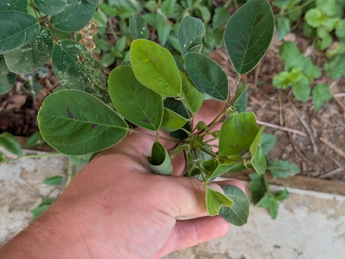 Desmodium tortuosum observed 2026-07-31