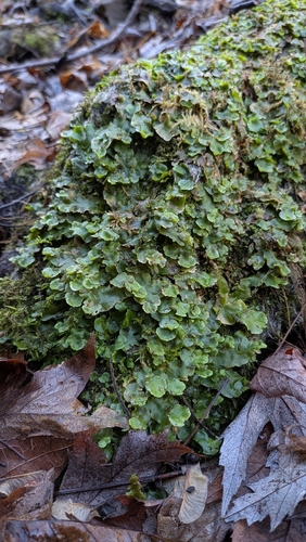 Crescent-cup liverwort