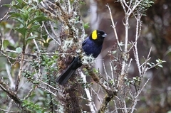 Iridosornis reinhardti