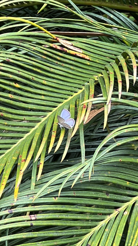 Plains Cupid