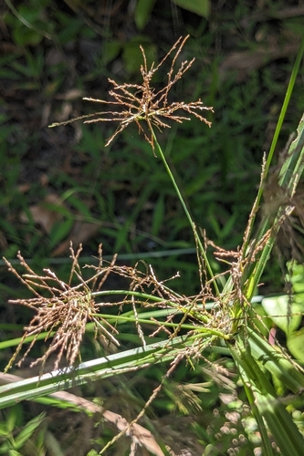 Cyperus distans, photograph 6