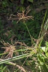 Cyperus distans, photograph (c) 許文俊, some rights reserved (CC BY-SA)