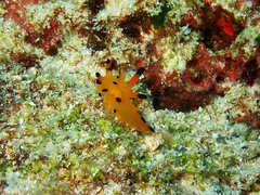 Thecacera