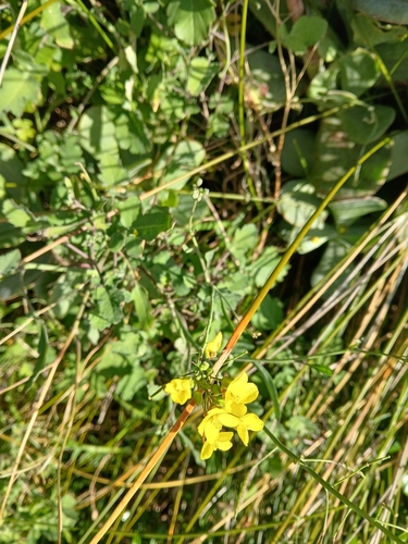 Brassica fruticulosa, photograph 2